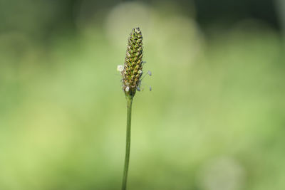 Plantago major seedless close up photo in green background.