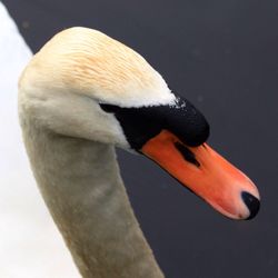 Close-up of bird