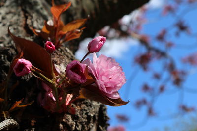 Close-up of pink cherry blossoms