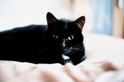 Portrait of black cat relaxing on bed at home