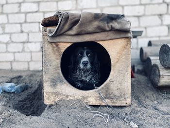 Close-up of black dog sitting on wall