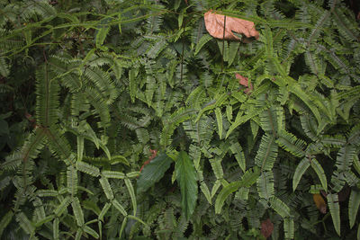 Full frame shot of fresh green leaves on field