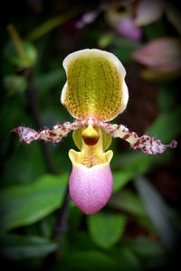 Close-up of pink flower