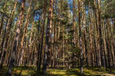 Trees in forest