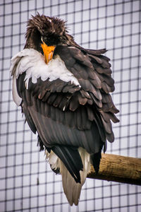 Close-up of bird perching in cage