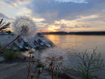 Close-up of dandelion against sky during sunset