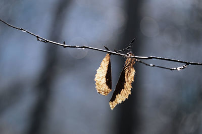 Close-up of dry leaves hanging on branch