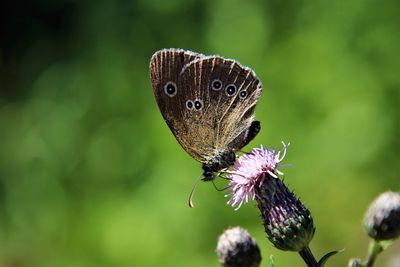 Close-up of butterfly on purple flower