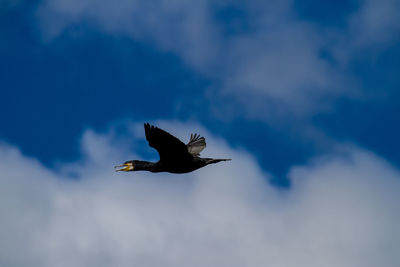 Low angle view of bird flying