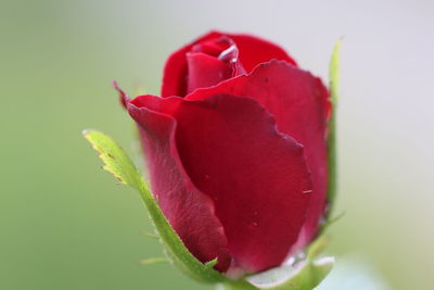 Close-up of red rose