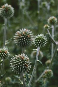 Close-up of thistle flowers