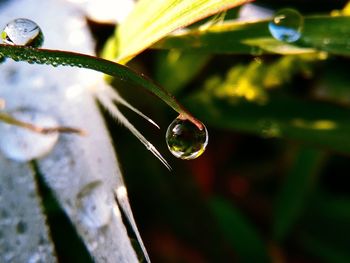Close-up of raindrops on plant