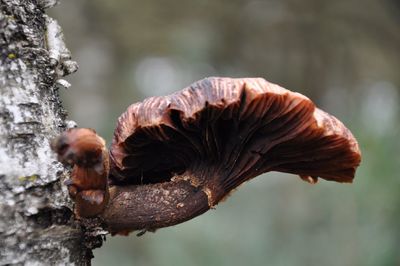 Close-up of branch against blurred background