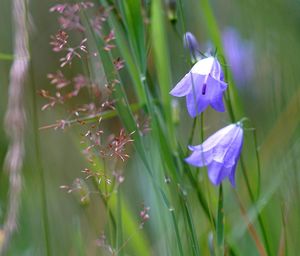 Close-up of purple flowering plants on field