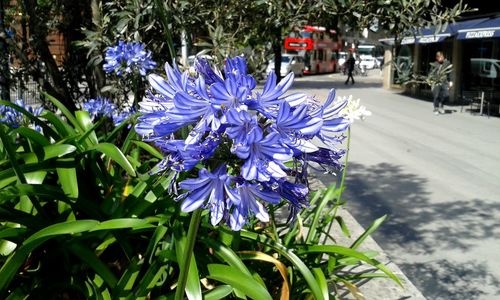 Close-up of purple flowers blooming