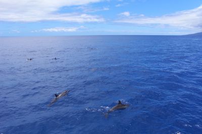 View of birds swimming in sea