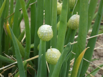 Close-up of fruit growing on tree