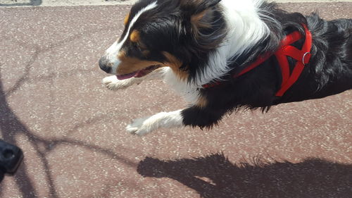 Close-up side view of a dog