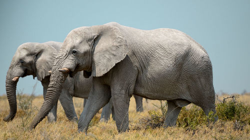 Side view of elephant on field against sky