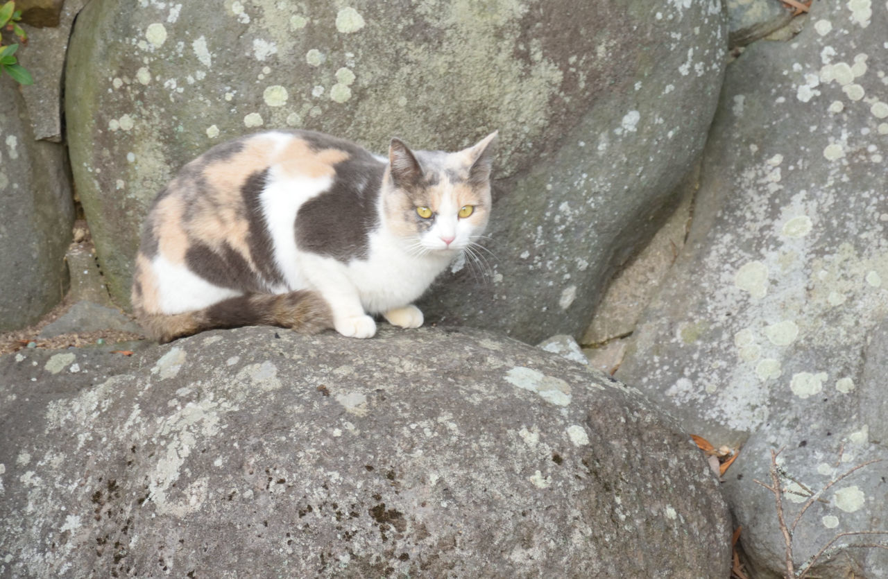 PORTRAIT OF CAT SITTING ON ROCKS