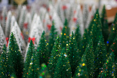 Close-up of plants