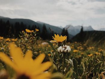 Close-up of yellow flowering plant on field against sky