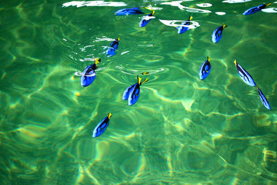 High angle view of ducks swimming in sea