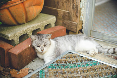 Pictures of relaxed stray cats living on the remote island of miyakojima, okinawa, japan.