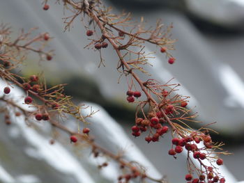 Low angle view of red berries growing on branches