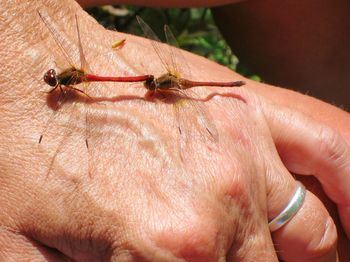 Close-up of dragonflies mating on person hand