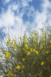 Close-up of yellow flowering plants on field against sky