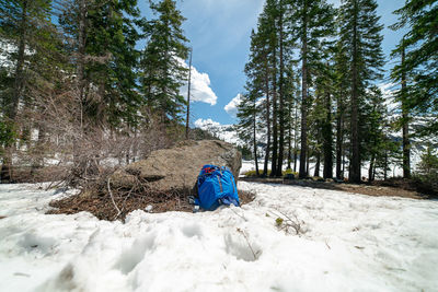 Rear view of person on snow covered land