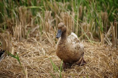 Close-up of duck on field