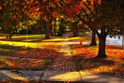 Trees in park