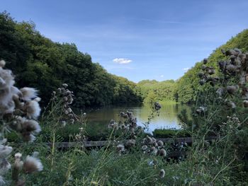 Scenic view of lake amidst trees against sky