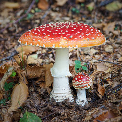 Close-up of fly agaric mushroom on field