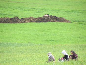 Dogs on field