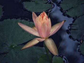 Close-up of lotus water lily in lake