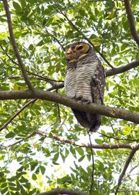 Low angle view of bird perching on tree