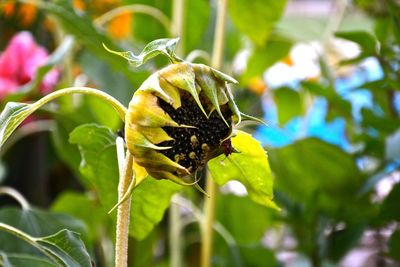 Close-up of insect on plant