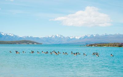 Ducks swimming in sea against sky