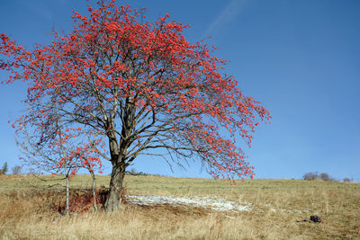 Tree against clear sky