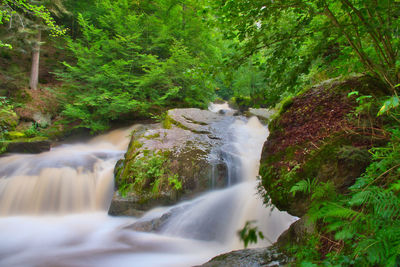 Scenic view of waterfall in forest