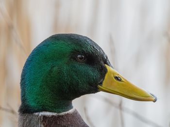 Close-up of a peacock