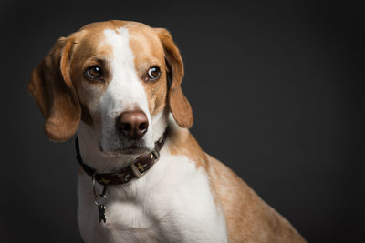 Close-up of dog looking away