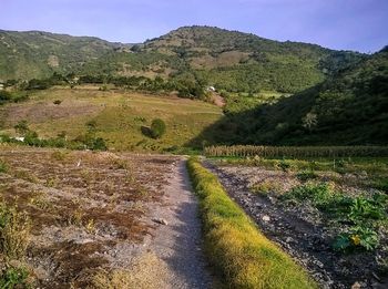 Scenic view of agricultural field against sky