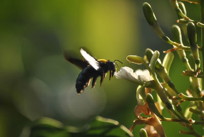 Close-up of flying insect near flower