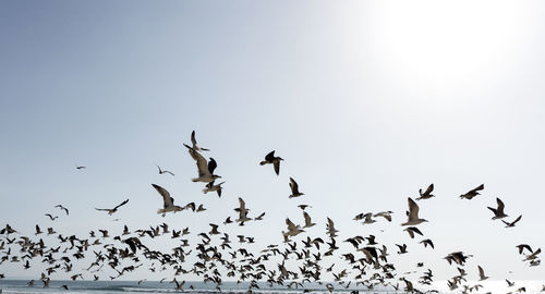 Low angle view of birds flying in the sky