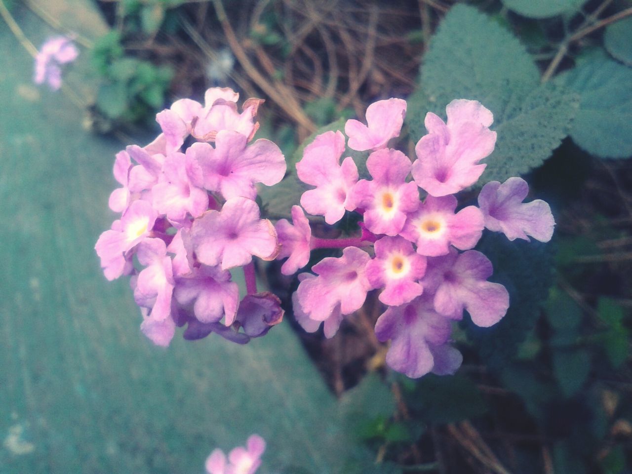 flower, freshness, petal, fragility, pink color, growth, flower head, beauty in nature, close-up, blooming, nature, focus on foreground, plant, in bloom, leaf, blossom, outdoors, park - man made space, day, pink