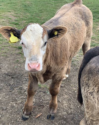 Portrait of cow standing on field